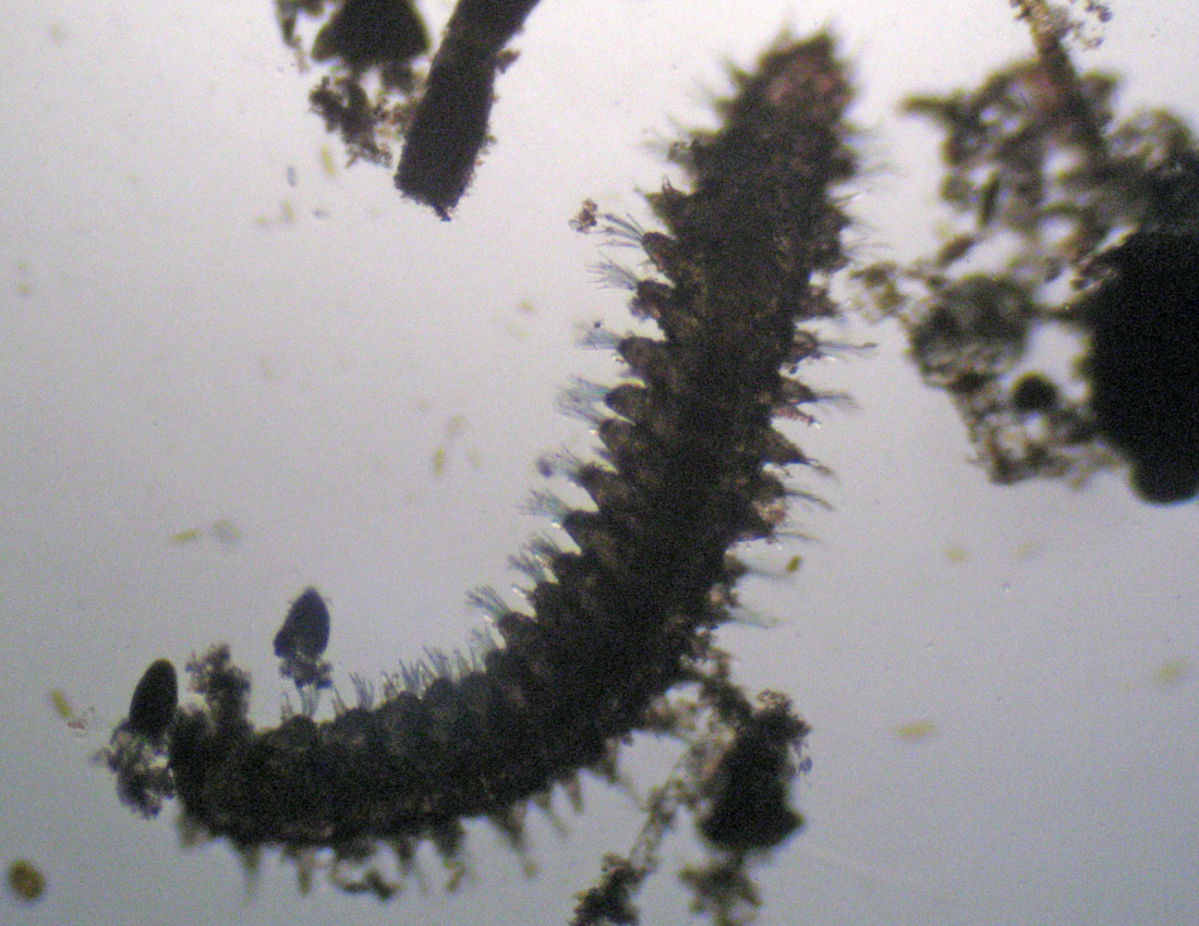 Anellidi policheti quasi microscopici